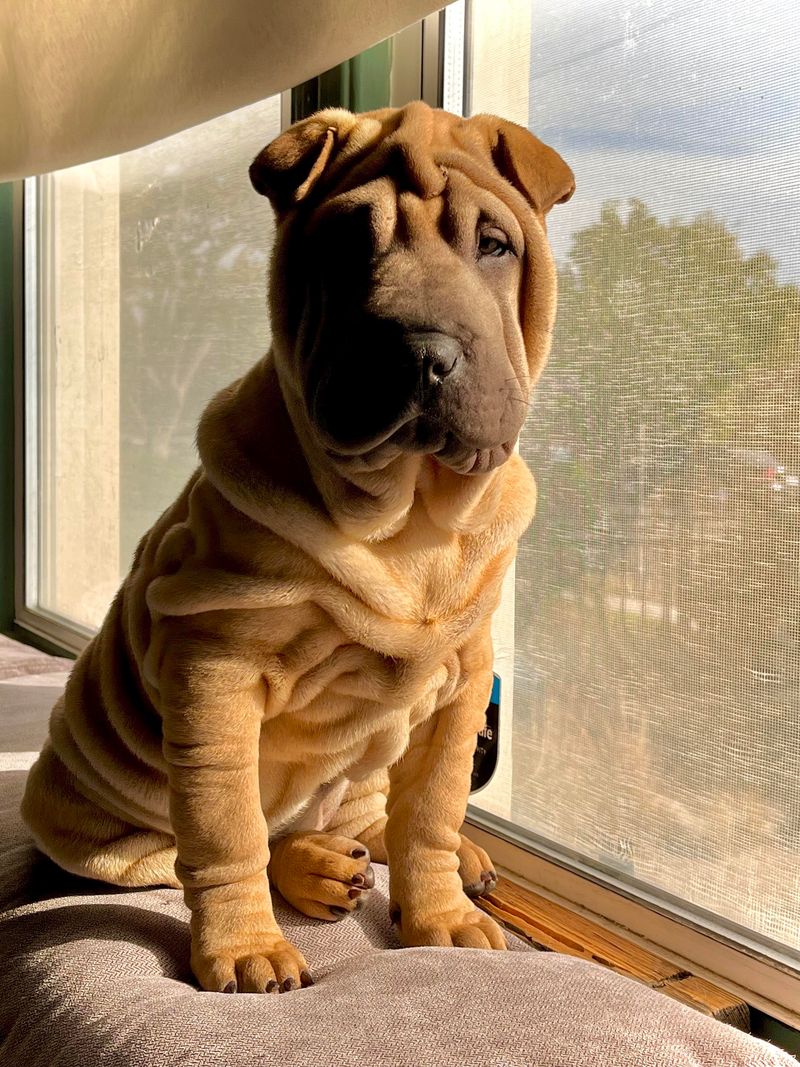 Shar Pei