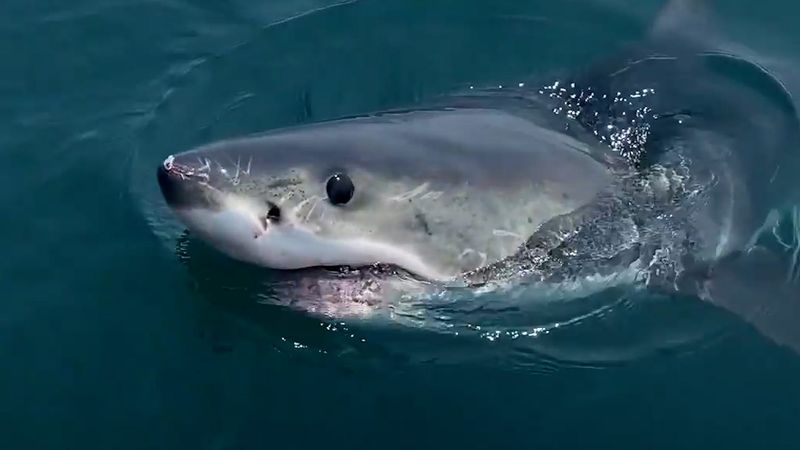 Sharks Attack Boats