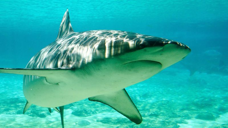 Sharks Prefer Warm Waters