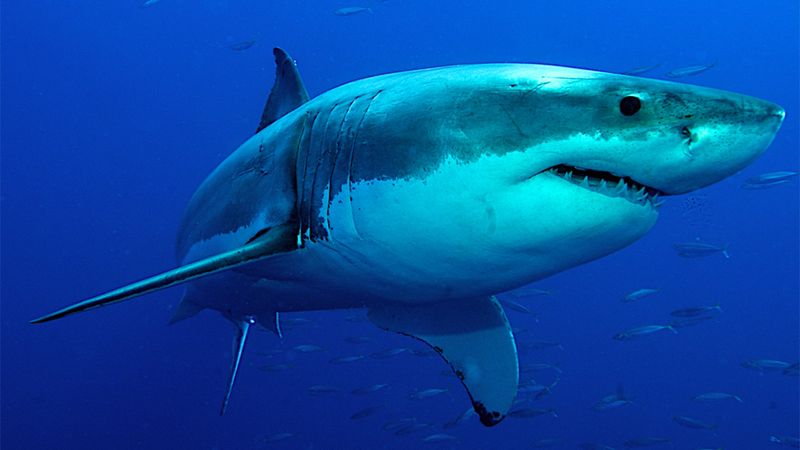 Sharks are Mindless Eaters