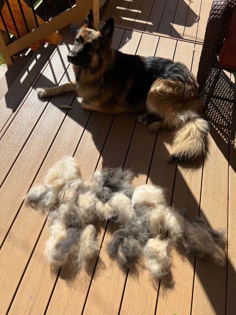 Shedding Fur