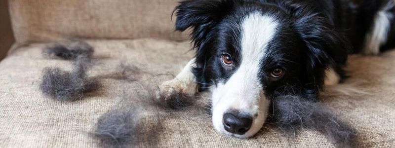 Shedding Solutions