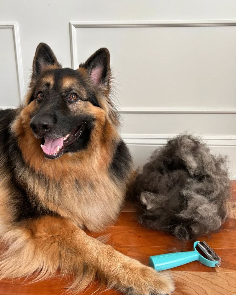 Shedding and Grooming Demands