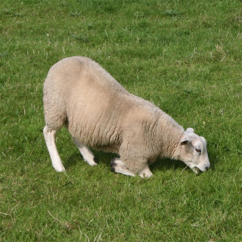 Sheep and Lameness