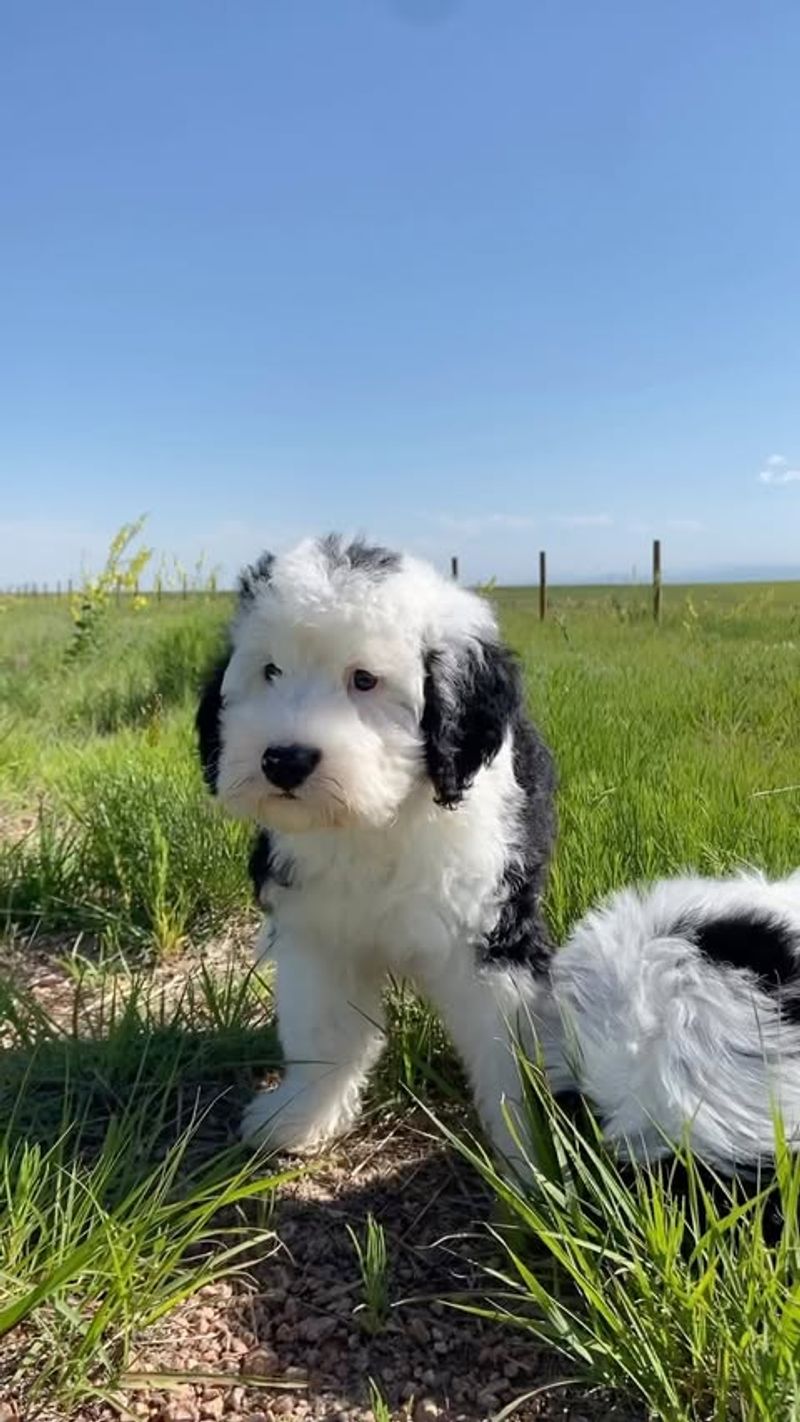 Sheepadoodle