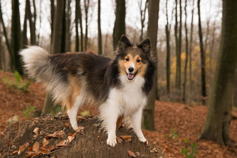 Sheltie