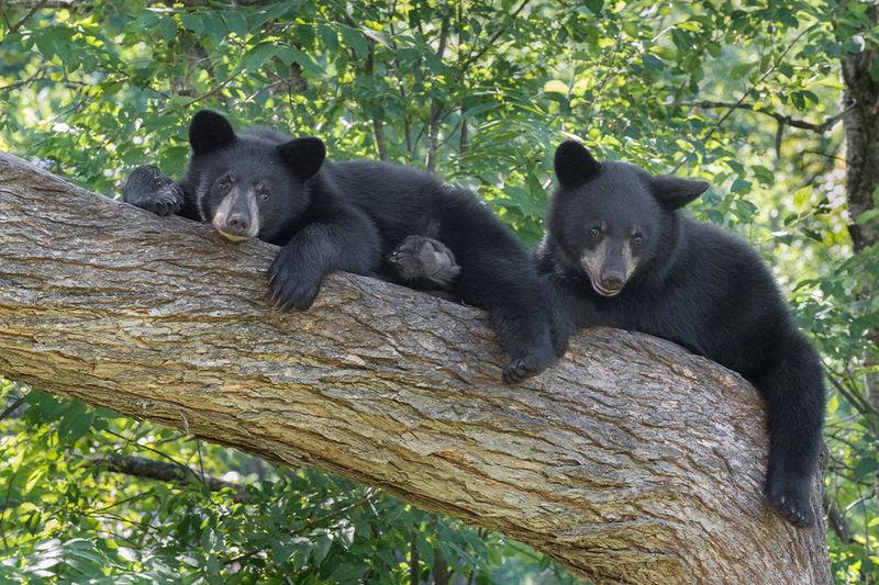 Shenandoah National Park