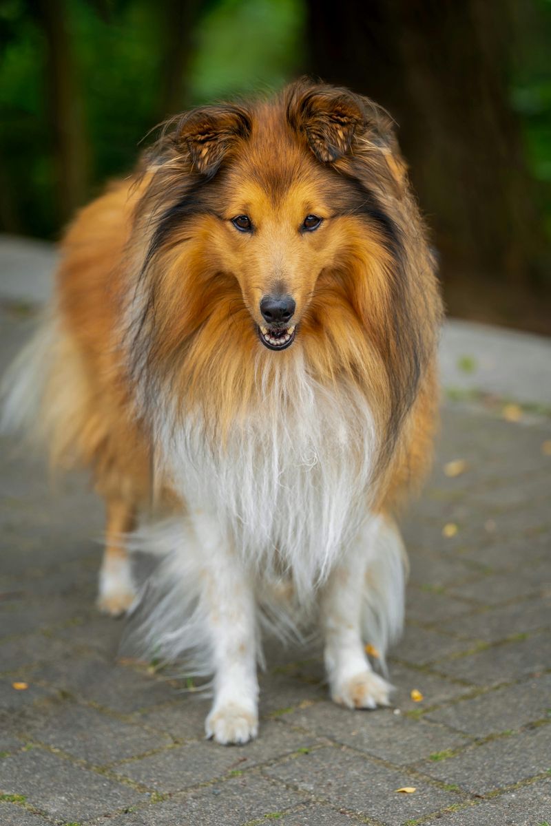 Shetland Sheepdog