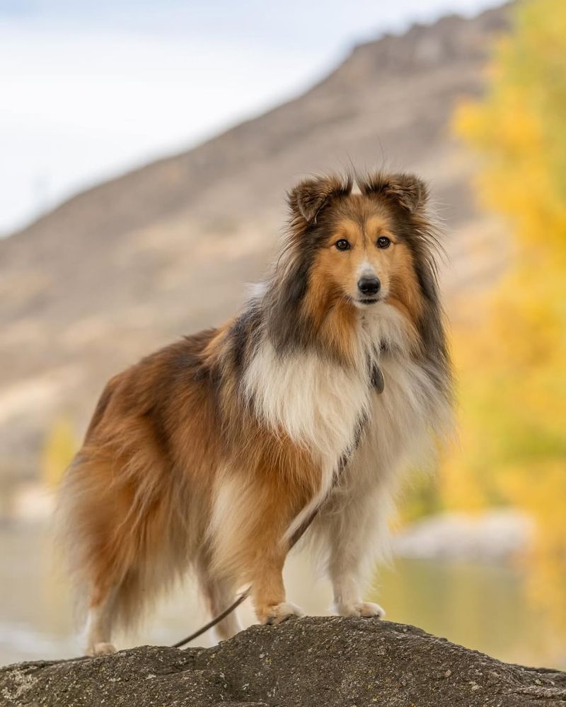 Shetland Sheepdog