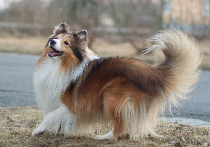 Shetland Sheepdog