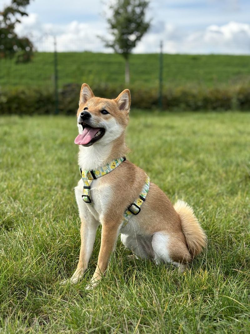 Shiba Inu