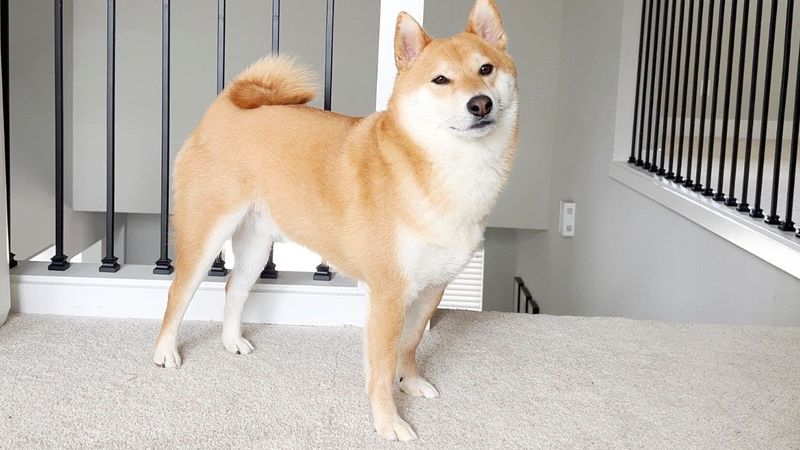 Shiba Inu