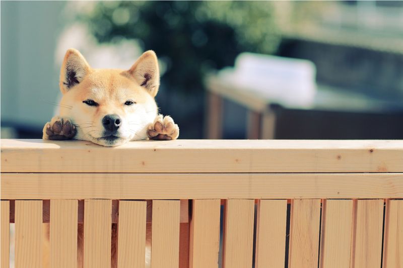 Shiba Inu