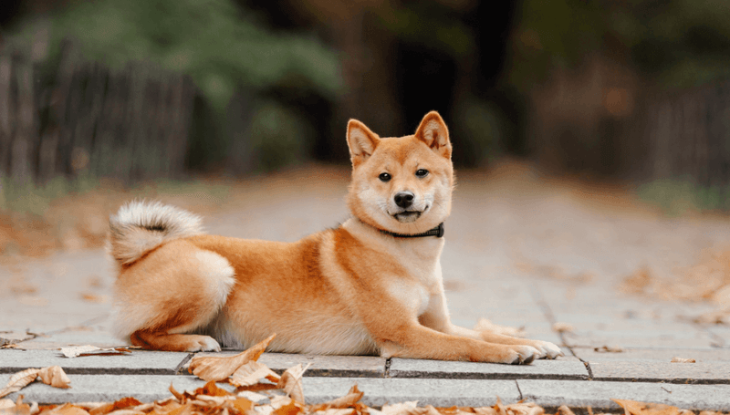 Shiba Inu