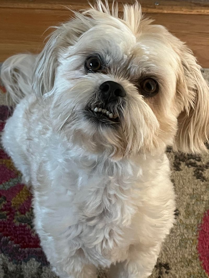 Shih Tzu