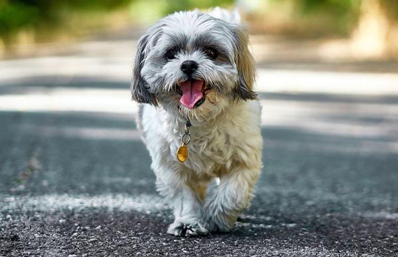 Shih Tzu