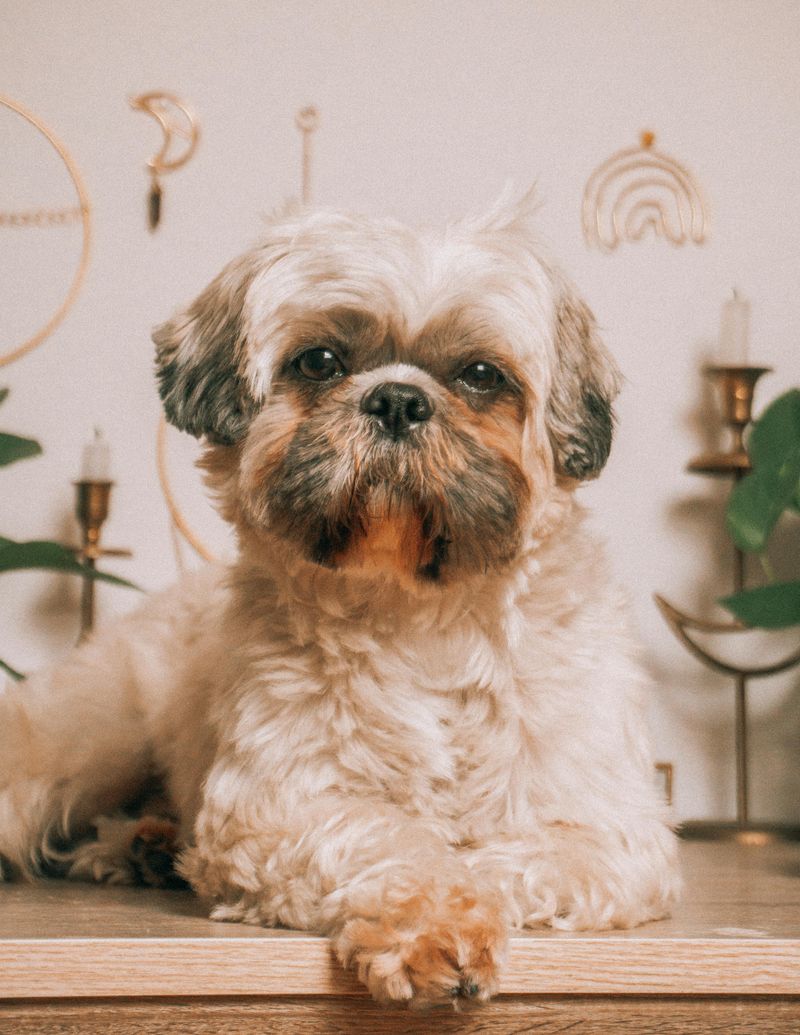 Shih Tzu