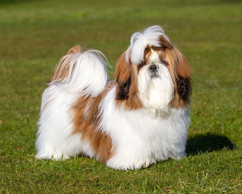 Shih Tzu