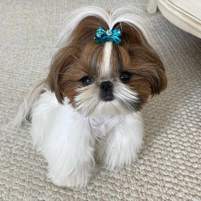 Shih Tzu