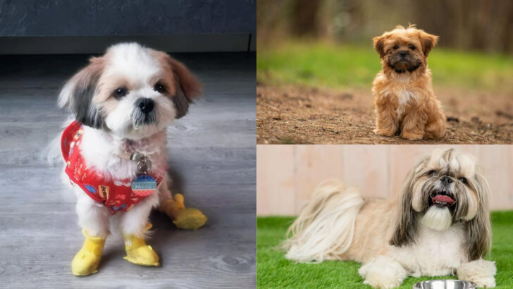 22 Shih Tzu Mixes That Are Packed With Personality and Cuteness