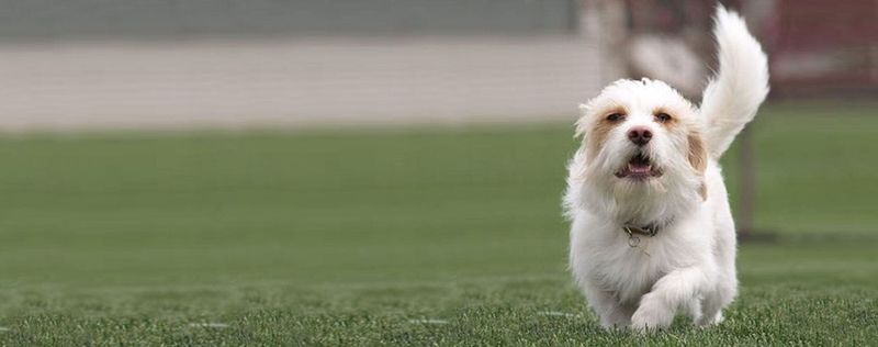 Shih Tzu and Beagle Mix