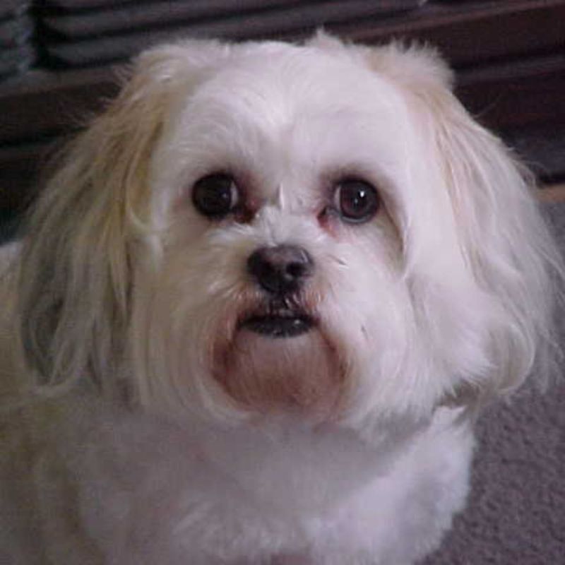 Shih Tzu and Bichon Frise Mix