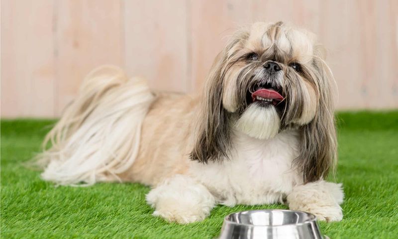 Shih Tzu and Cavalier King Charles Spaniel Mix