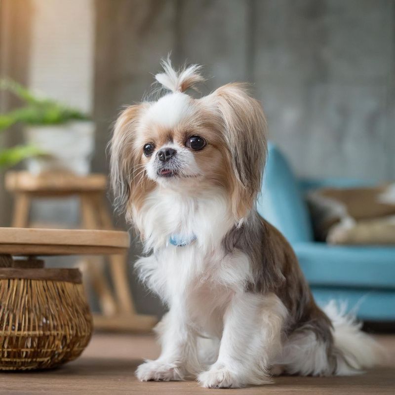 Shih Tzu and Chihuahua Mix