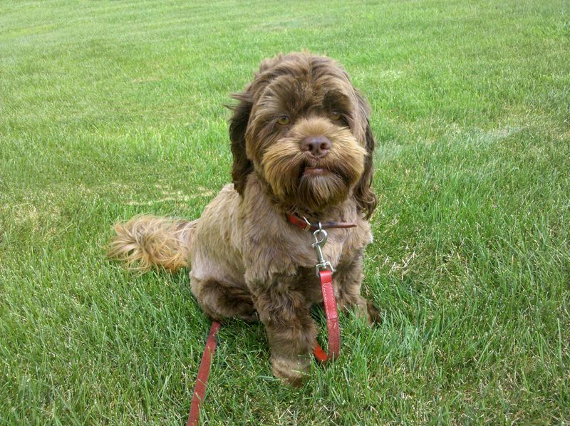 Shih Tzu and Cocker Spaniel Mix