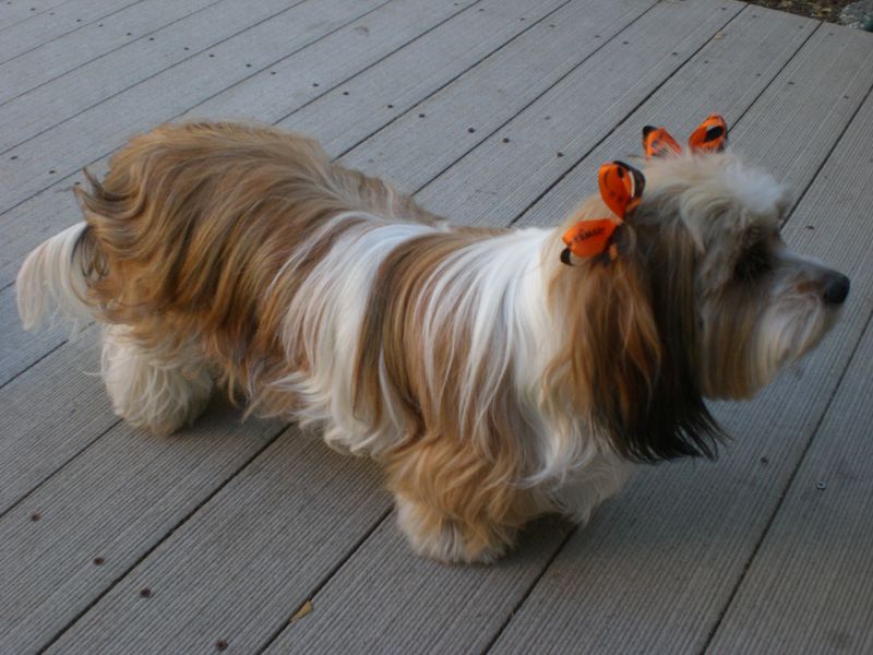 Shih Tzu and Dachshund Mix