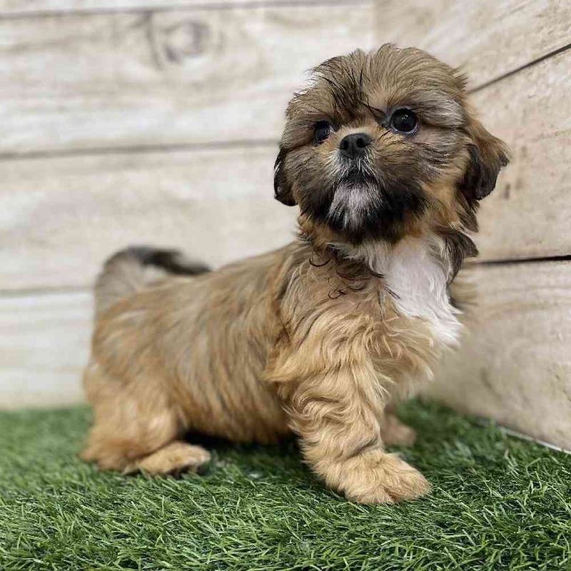 Shih Tzu and Lhasa Apso Mix