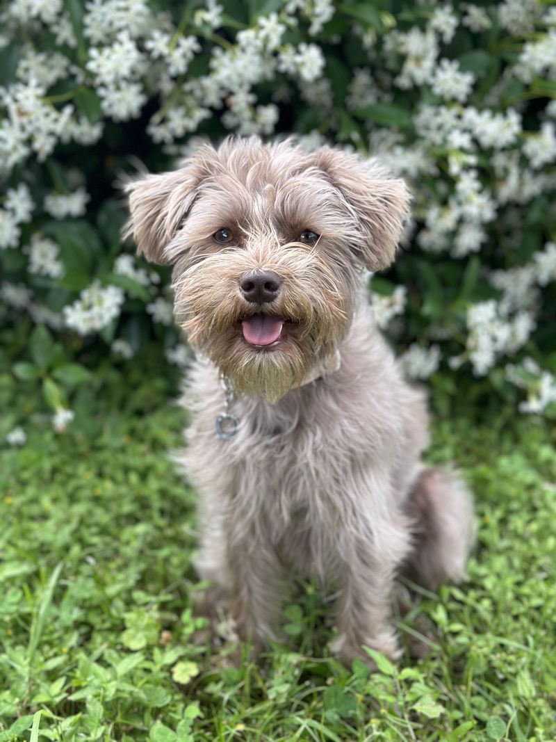 Shih Tzu and Miniature Schnauzer Mix