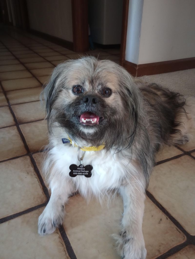 Shih Tzu and Pekingese Mix