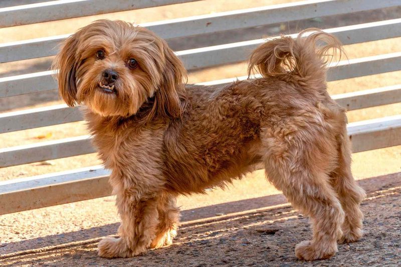 Shih Tzu and Poodle Mix