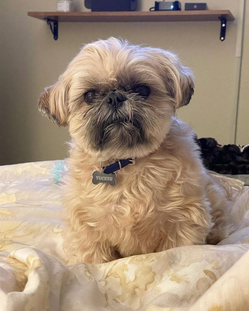 Shih Tzu and Pug Mix