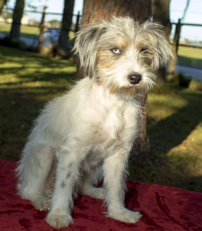 Shih Tzu and Rat Terrier Mix