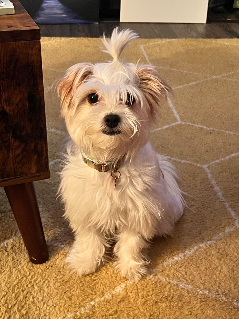 Shih Tzu and Yorkshire Terrier Mix