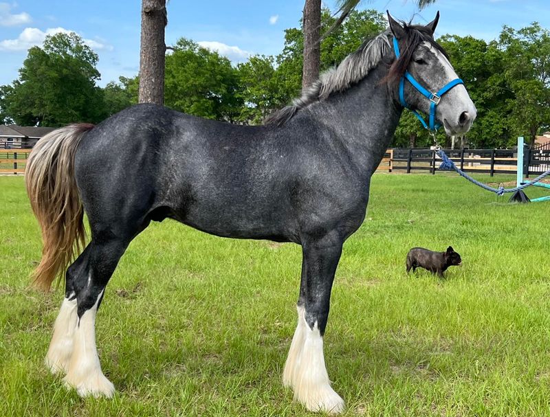 Shire Horse