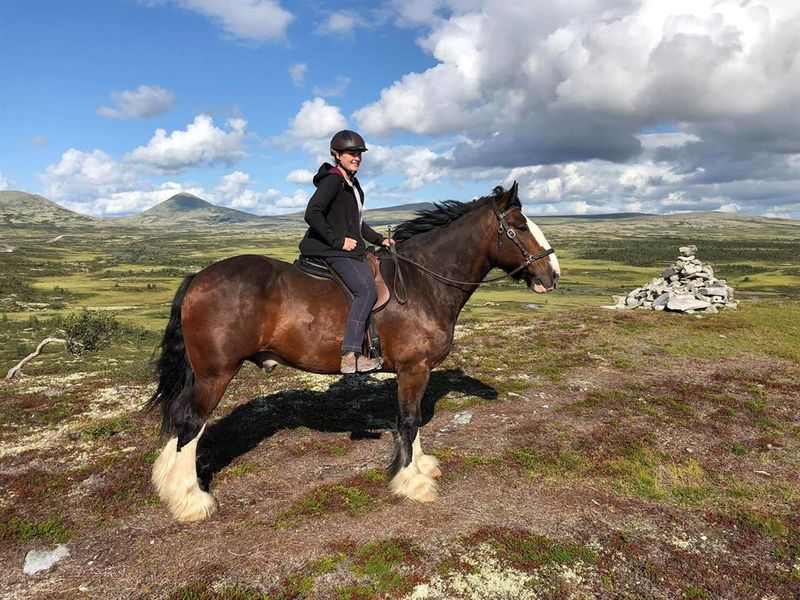 Shire Horse