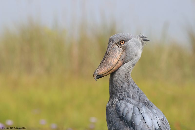 Shoebill