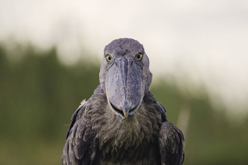 Shoebill