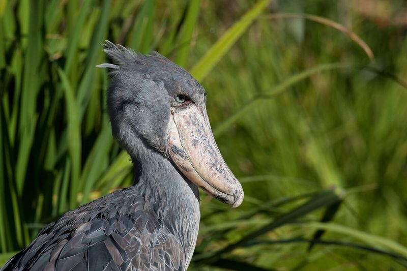 Shoebill