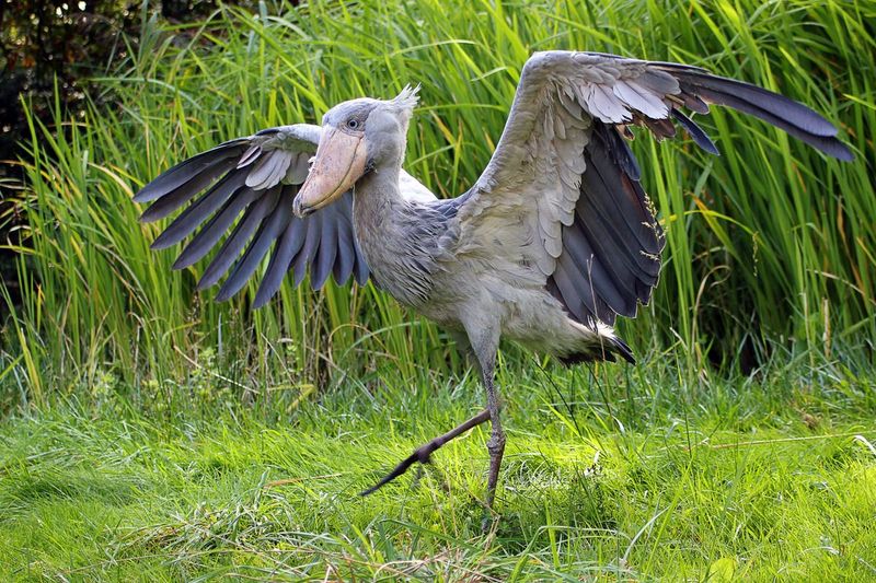 Shoebill Stork