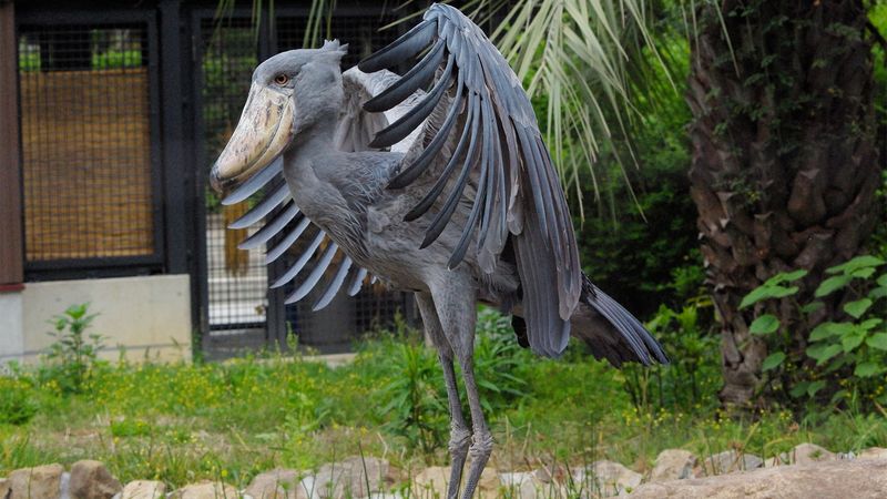 Shoebill Stork