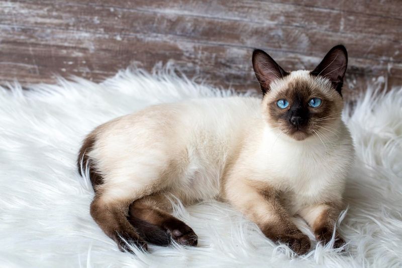 Siamese