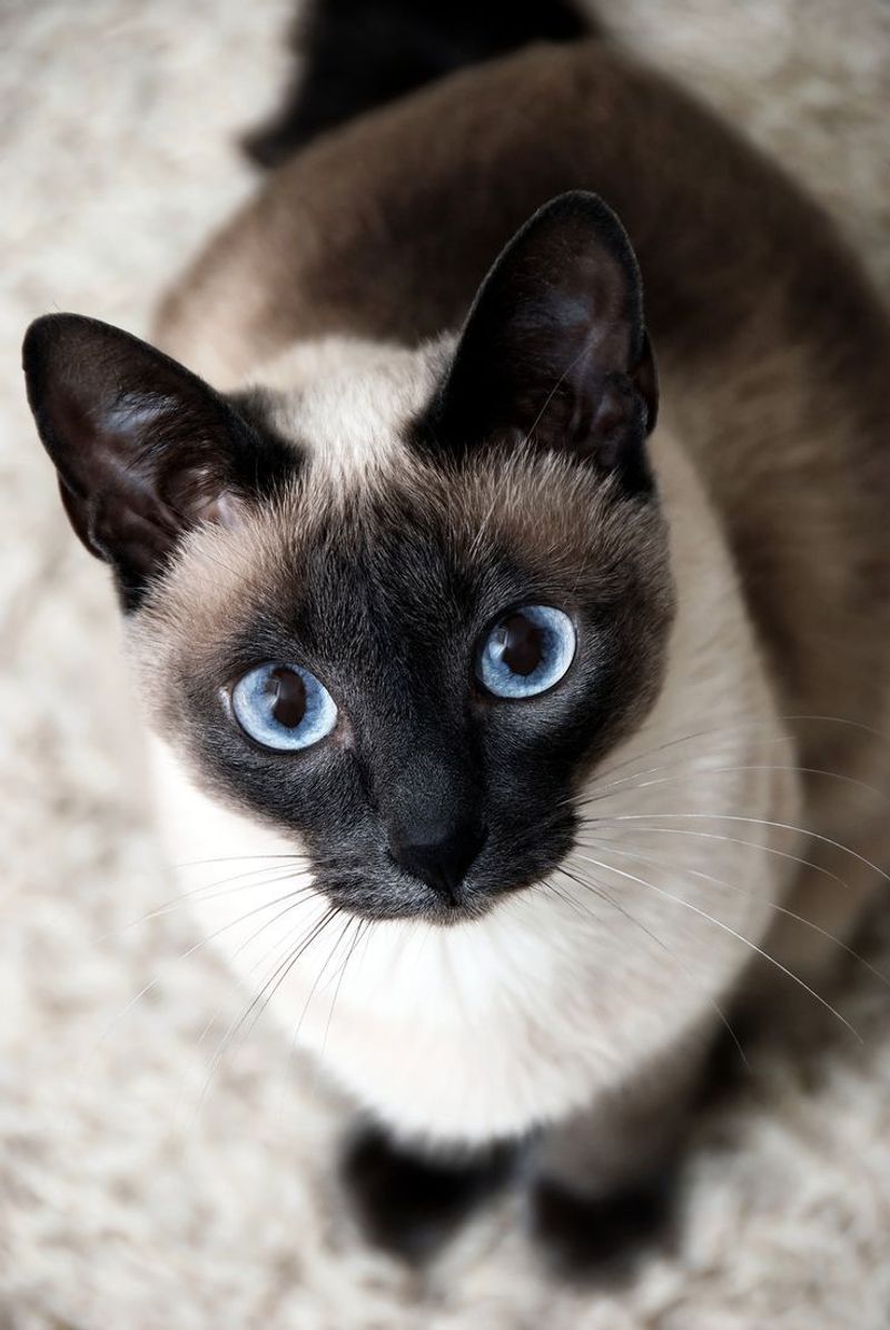 Siamese