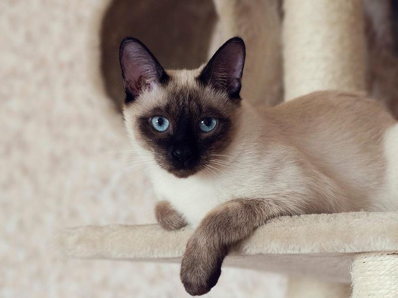 Siamese