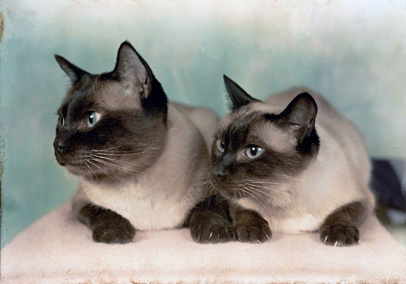 Siamese