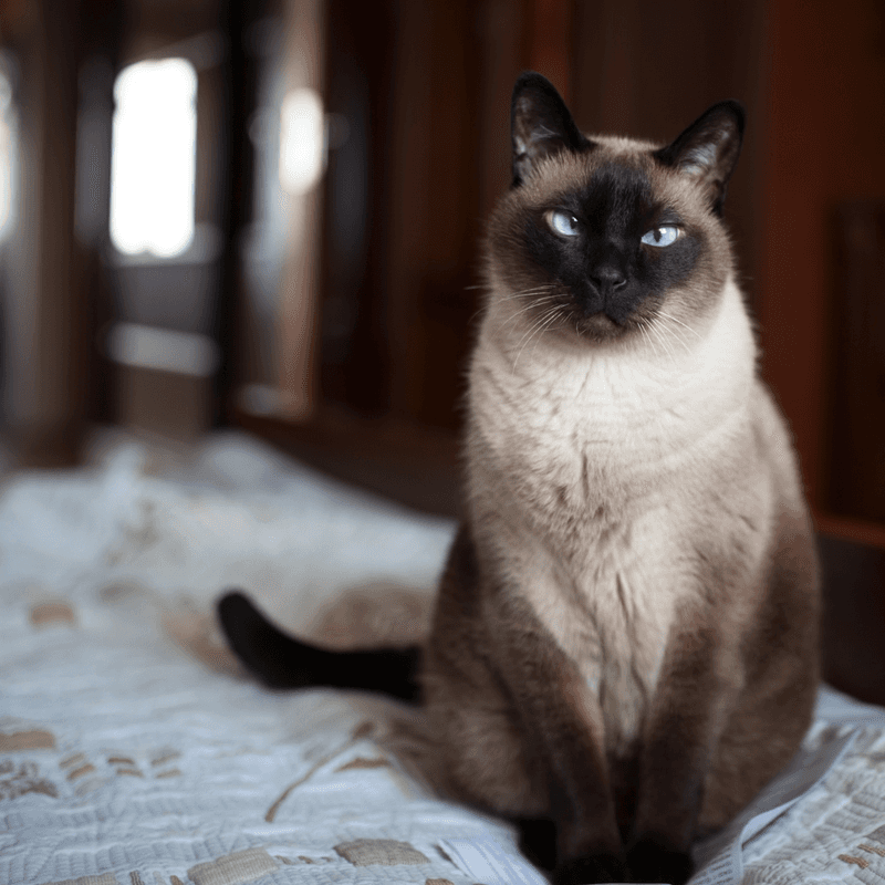 Siamese Cat