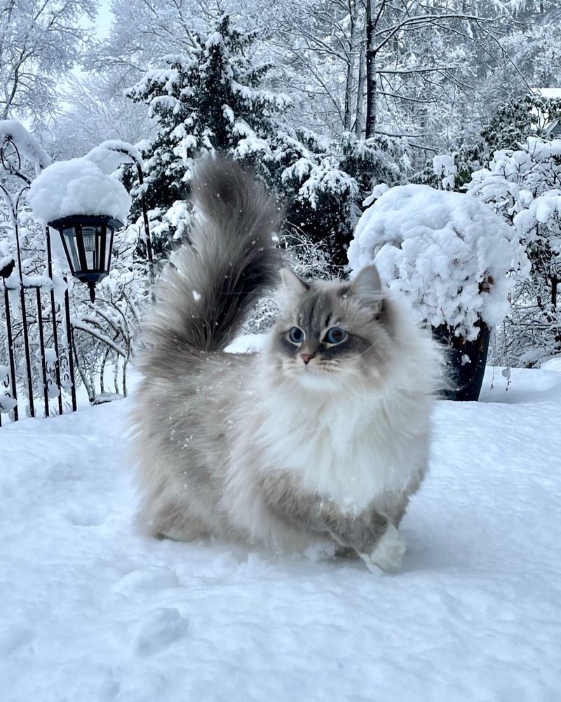 Siberian